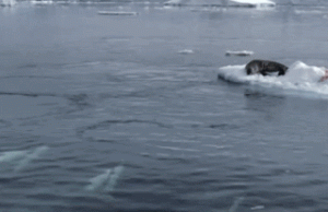 Whales using teamwork.